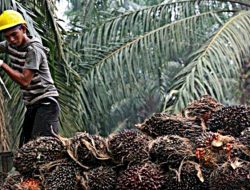 Industri Pengolahan Sawit Sumbang 17,6% Ekspor Nonmigas