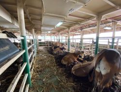 Jelang Idul Adha, Tol Laut Jadi Solusi Distribusi