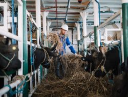 Hubla Optimalkan Pemanfaatan Kapal Ternak untuk Animal Welfare