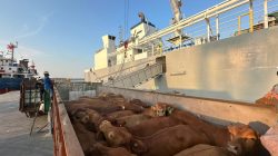 Pelindo Multi Terminal Group, Catat Pertumbuhan Trafik Livestock 6,7%