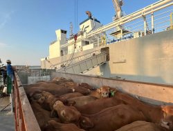 Pelindo Multi Terminal Group, Catat Pertumbuhan Trafik Livestock 6,7%