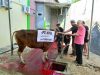 Yayasan Annas Salurkan Daging Kurban Untuk Ratusan Eks TKBM Priok